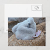 Albatross Chick Briefkaart (Voorkant / Achterkant)