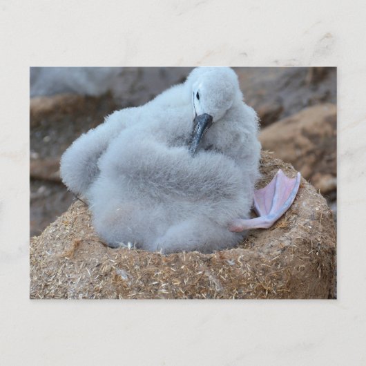 Albatross Chick Briefkaart (Voorkant)