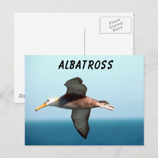 Albatross Flying Briefkaart (Voorkant / Achterkant)