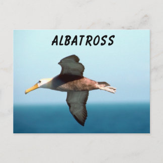 Albatross Flying Briefkaart