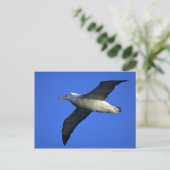 Albatross in vlucht briefkaart (Staand voorkant)