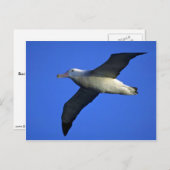 Albatross in vlucht briefkaart (Voorkant / Achterkant)