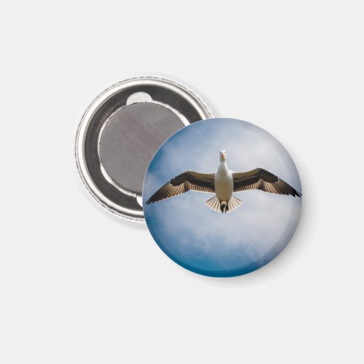 Albatross Magneet (Voorkant / Achterkant)