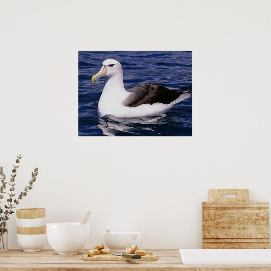 Albatross Poster (Keuken)