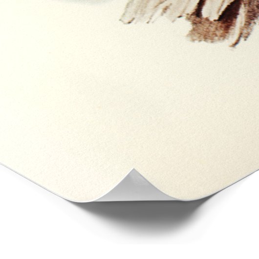 Albert Lyre-Bird (Menura Alberti), geïllustreerd d Poster (Hoek)