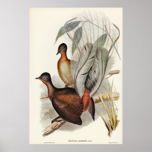 Albert Lyre-Bird (Menura Alberti), geïllustreerd d Poster (Voorkant)