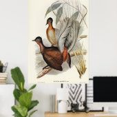 Albert Lyre-Bird (Menura Alberti), geïllustreerd d Poster (Thuiskantoor)