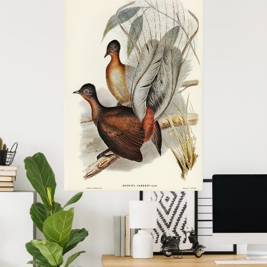 Albert Lyre-Bird (Menura Alberti), geïllustreerd d Poster (Thuiskantoor)