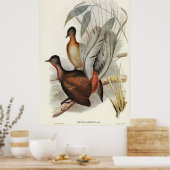 Albert Lyre-Bird (Menura Alberti), geïllustreerd d Poster (Keuken)