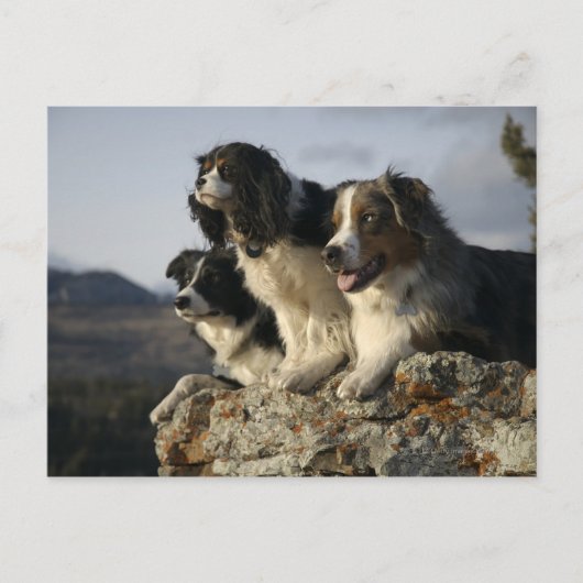 Alberta, Canada 2 Briefkaart (Voorkant)