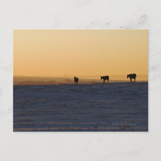 Alberta, Canada Briefkaart (Voorkant)