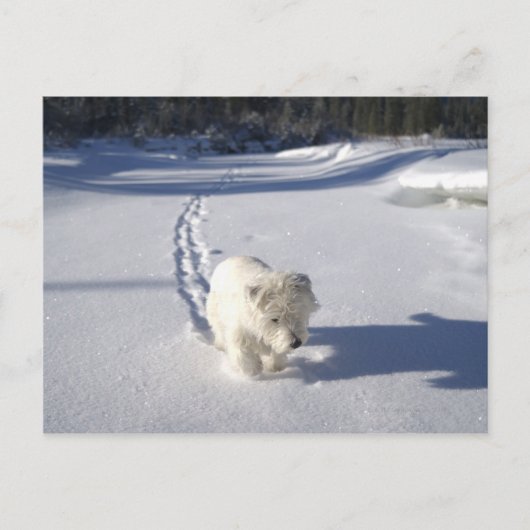 Alberta, Canada Briefkaart (Voorkant)