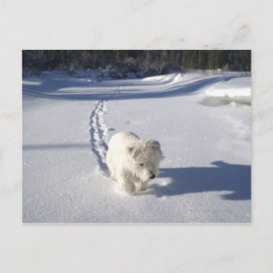 Alberta, Canada Briefkaart