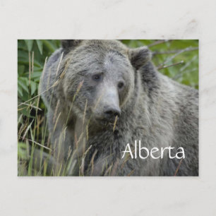 Alberta grizzly beer briefkaart