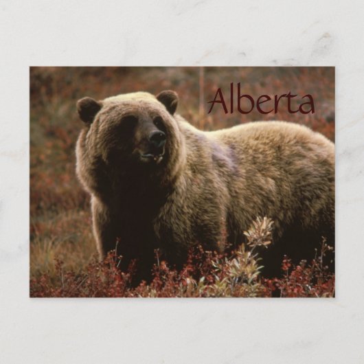 Alberta grizzly beer briefkaart (Voorkant)