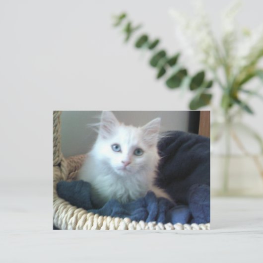 Albi, kat briefkaart (Staand voorkant)