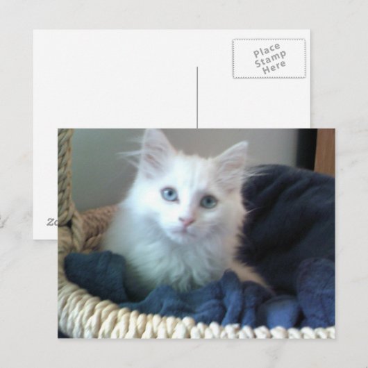 Albi, kat briefkaart (Voorkant / Achterkant)