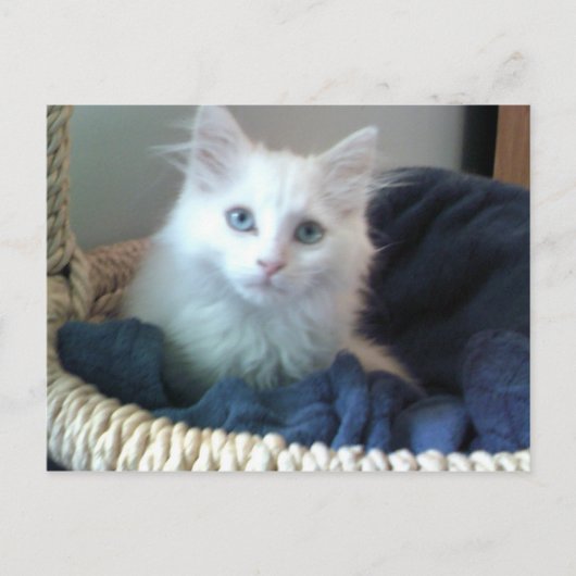 Albi, kat briefkaart (Voorkant)