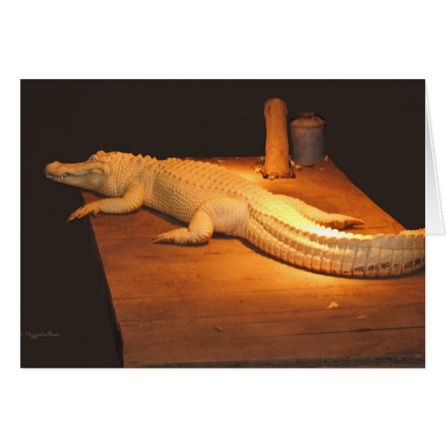 Albino Alligator (Voorkant Horizontaal)