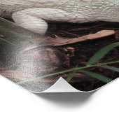 Albino Alligator Foto Afdruk (Hoek)