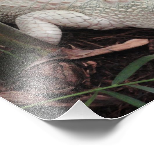 Albino Alligator Foto Afdruk (Hoek)