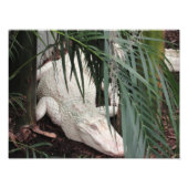 Albino Alligator Foto Afdruk (Voorkant)