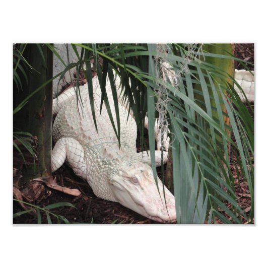 Albino Alligator Foto Afdruk (Voorkant)