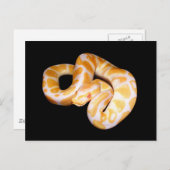 Albino Ball Python Briefkaart (Voorkant / Achterkant)