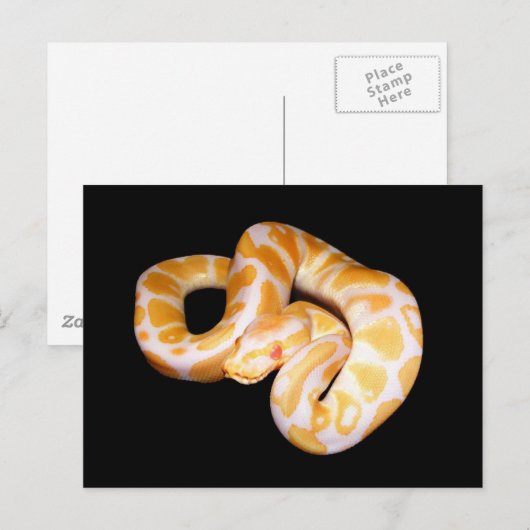 Albino Ball Python Briefkaart (Voorkant / Achterkant)