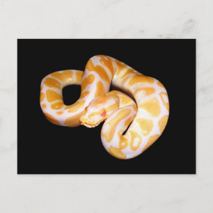 Albino Ball Python Briefkaart