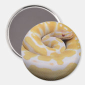 Albino Ball Python Magnet (Voorkant / Achterkant)