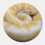 Albino Ball Python Magnet (Voorkant)