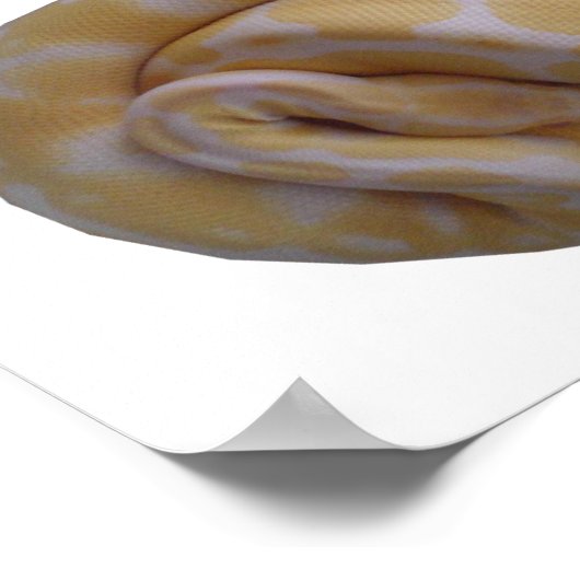 Albino Ball Python Poster (Hoek)