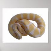 Albino Ball Python Poster (Voorkant)