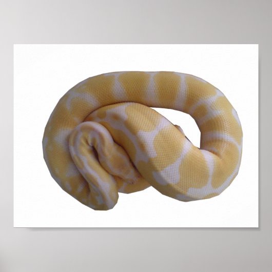 Albino Ball Python Poster (Voorkant)