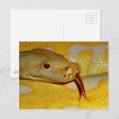 Albino Birmese Closeup Briefkaart (Voorkant / Achterkant)