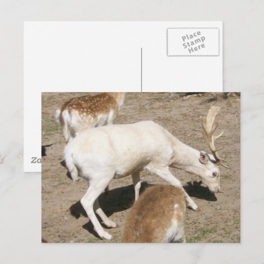 Albino Buck Briefkaart (Voorkant / Achterkant)