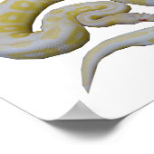 Albino Cinnamon Poster (Hoek)