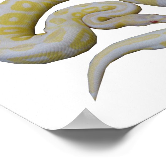 Albino Cinnamon Poster (Hoek)