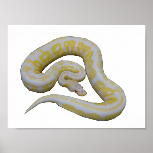 Albino Cinnamon Poster (Voorkant)