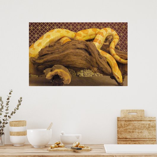 Albino Corn Snake Poster (Keuken)