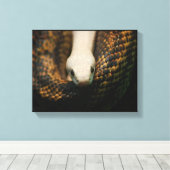 Albino Cornsnake op Canvas Afdruk (Insitu (Houten vloer))