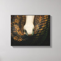 Albino Cornsnake op Canvas