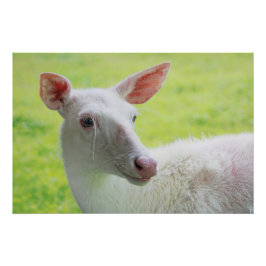 Albino Deer Perfect Poster