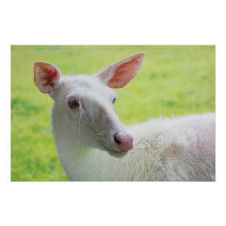 Albino Deer Perfect Poster