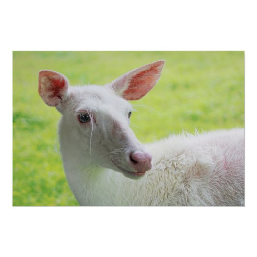 Albino Deer Perfect Poster (Voorkant)