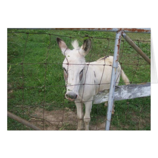 Albino Donkey (Voorkant Horizontaal)