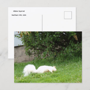 Albino Eekhoorn Ansichtkaart Briefkaart