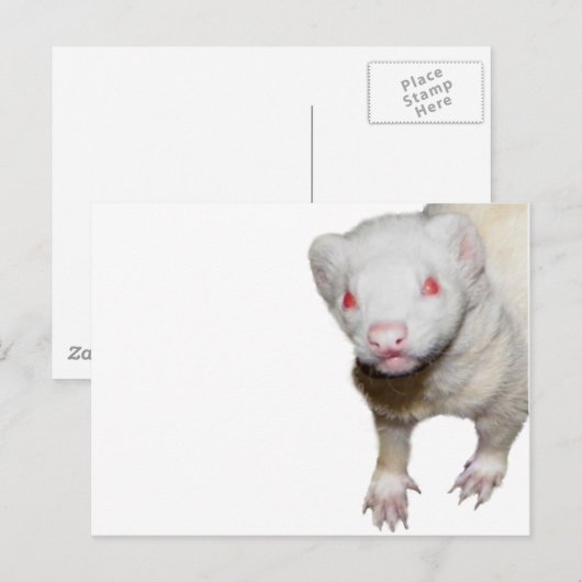 Albino Ferret Afbeelding Briefkaart (Voorkant / Achterkant)