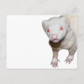 Albino Ferret Afbeelding Briefkaart (Voorkant)